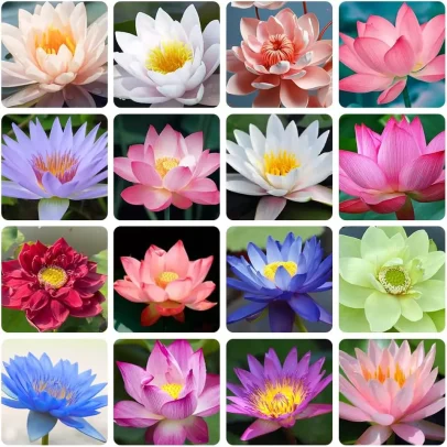【😍7 Days Germination💕】💐Holy Bonsai Bowl Lotus